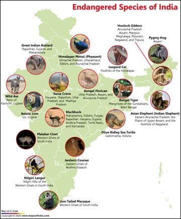 introduction to wildlife tourism in india